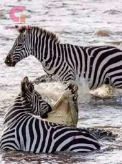 ليلة الزفاف: استفاالزفاف: استاالزفاف: استاالزفاف: استفاقة الزوج الغائب